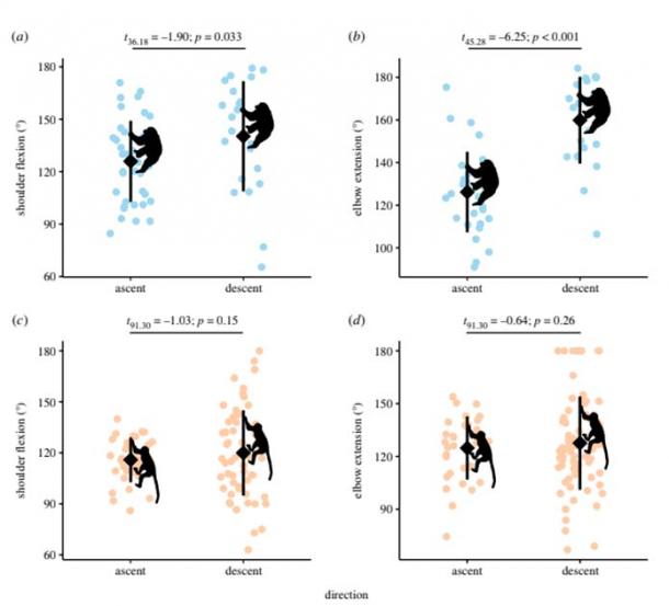 Study shows the effect of vertical climbing direction on shoulder flexion and elbow extension in chimpanzees (a, b) and sooty mangabeys (c, d). Chimpanzees (light blue) exhibited significantly higher degrees of average shoulder flexion (a) and elbow extension (b) during vertical descent compared to vertical ascent. (Luke Fannin, Dartmouth College/ Royal Society Open Science)
