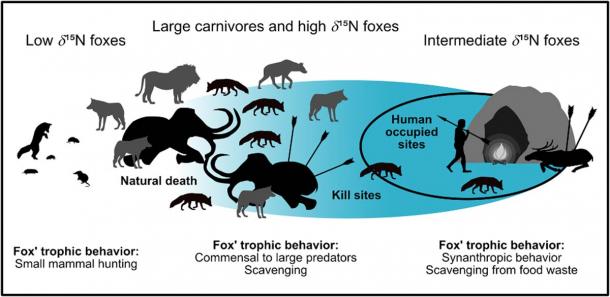 Summary figure for the commensal fox hypothesis. The blue area marks the impact of humans on dietary resources. For low δ15N foxes, humans had no influence, while for intermediate δ15N foxes they had a very strong influence (restricted diet). High δ15N foxes may be influenced (e.g. by scavenging at kill sites) or may be of natural origin (e.g. by scavenging from megafauna that died naturally). (Baumann et al, 2020, PLOS ONE/ CC BY 4.0)