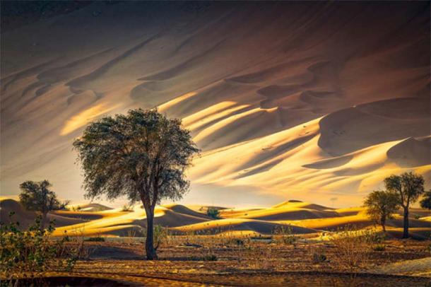 Sunset desert landscape with drought-resistant Khejri trees, which are sacred to the tree-hugging Bishnoi people. (eitazul / Adobe Stock)