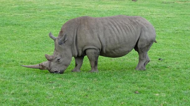 Други смятат, че динозавърът Ta Prohm всъщност е носорог.