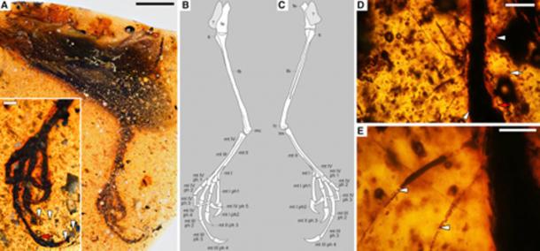Tarsal Structure and Integumentary Structures Preserved in Elektorornis chenguangi HPG-15-2. (Lida Xing/ Current Biology)