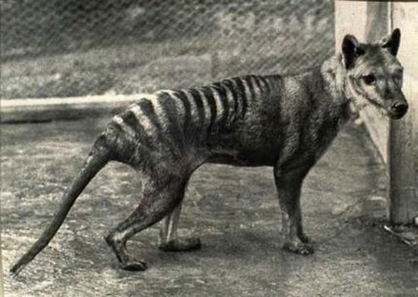 If scientist decide to bring back a recently extinct species, they might select the Tasmanian Tiger