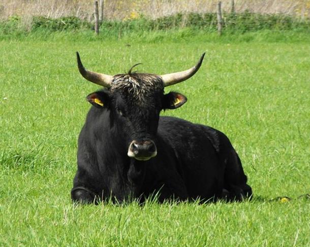 A first generation cross bull from the TaurOs Project.