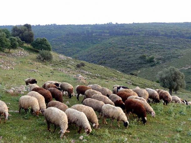 Sheep grazing in Tel Yodfat, Israel.