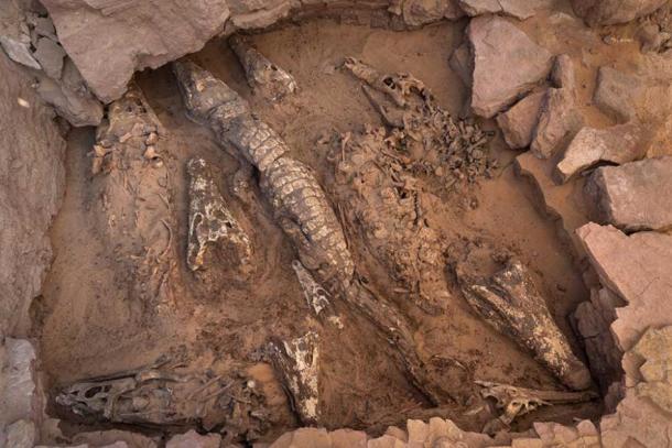 Ten mummified crocodiles unearthed in an undisturbed tomb in Qubbat al-Hawā, discovered in 2019. (Patricia Mora Riudavets / Royal Belgian Institute of Natural Sciences)