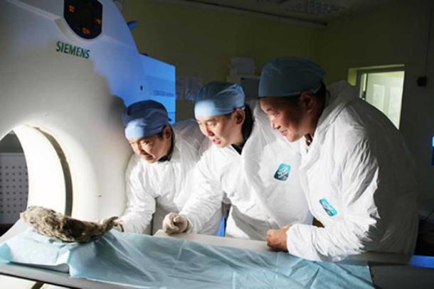 An den Löwen werden Tests durchgeführt, um so viele Informationen wie möglich zu gewinnen. (Siberian Times)