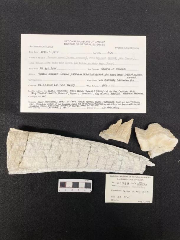 The research team extracted ancient DNA from museum collections. Sampling at the Canadian Museum of Nature in Ottawa (Emily Ruiz/Lund University)