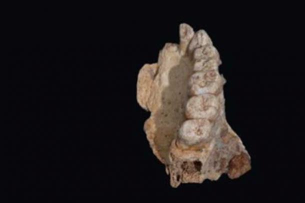The 177,000 to 194,000-year-old maxilla (upper jaw) of Misliya-1 hominin (Rolf Quam)