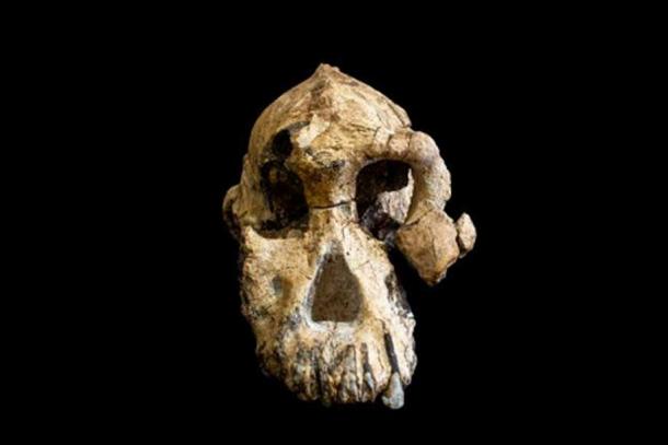 The 3.8 million-year-old cranium of Australopithecus anamensis is remarkably complete. © Dale Omori, Cleveland Museum of Natural History
