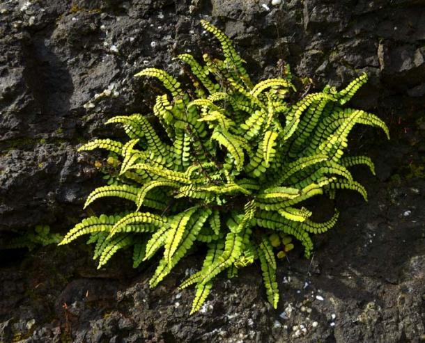 The Asplenium trichomanes fern (Pecold / Fotolia)