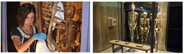 The Burgh Castle Giant skeleton in Norfolk. A Saxon giant who lived in the sixth century AD and is 7 ft 4 in (223.52 cm). (Images via author)