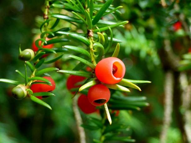 The Fortingall Yew spouted berries in 2015. (grassrootsgroundswell / CC BY-SA 2.0)