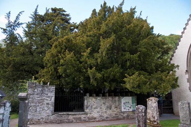 The Fortingall Yew in June 2011, comparing you can clearly see its downfall. (Paul Hermans / CC BY-SA 3.0)
