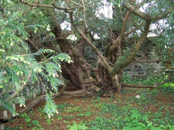 The Fortingall Yew sits in the corner of the churchyard and is surrounded by a wall and railings, which are there to protect it. (Maigheach-gheal / CC BY-SA 2.0)
