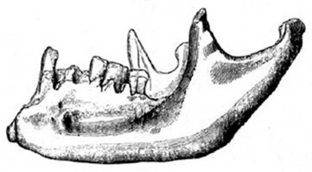 The Foxhall jaw is anatomically modern yet was discovered in strata dating back more than 2.5 million years. (Author provided)