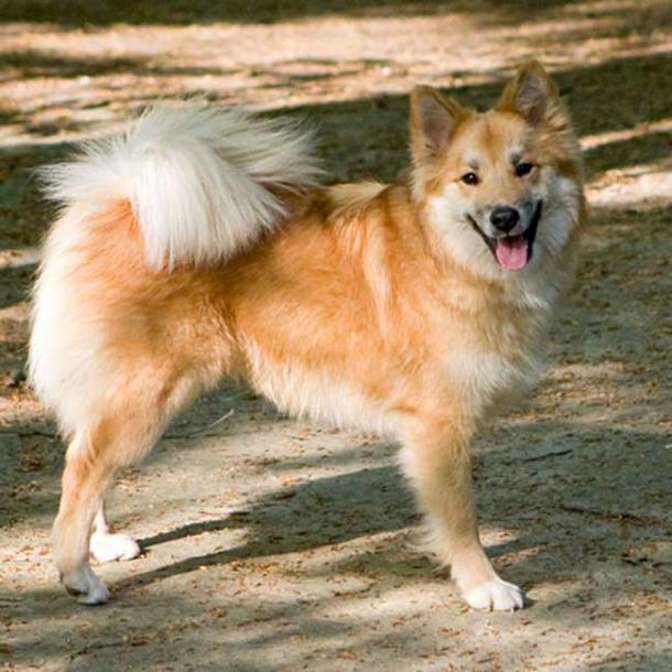 The Icelandic Sheepdog has probably not changed much since the Viking Age.
