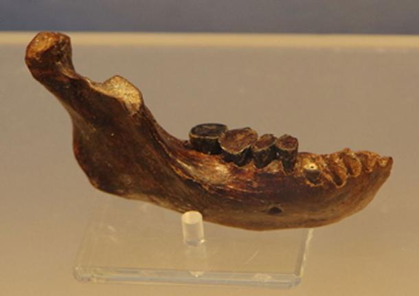 The Penghu 1 mandible found sometime prior to 2008 by fisherman dredging the channel between Taiwan and the Penghu Islands. (Animal Party / CC BY-SA 4.0)