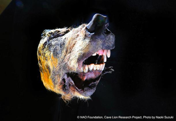 The Pleistocene wolf was still snarling after 40,000 years. (Naoki Suzuki / Fair Use)