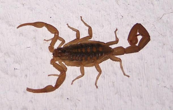 The Scorpion. In ancient legend it served as killer and guardian.