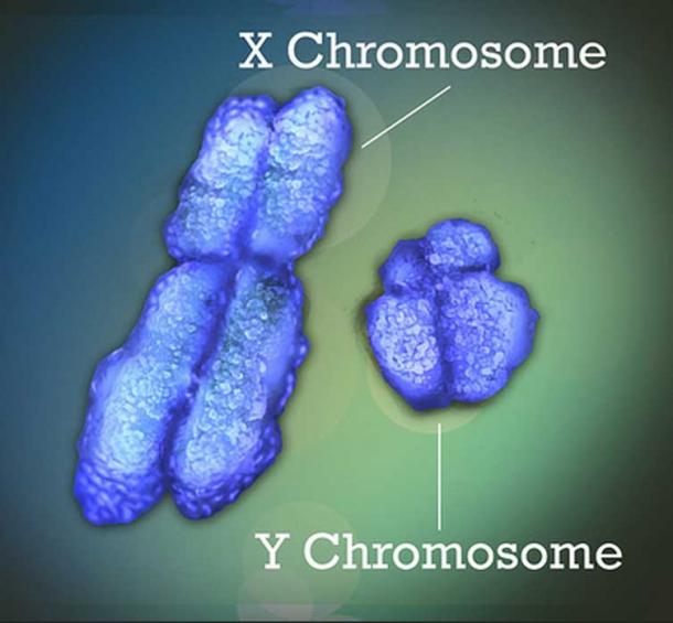The X and Y chromosomes, also known as the sex chromosomes.