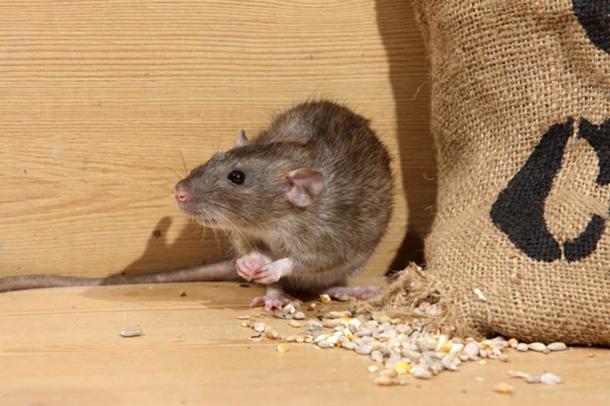 The animal trials included rats charged with eating and destroying the local barley. (Erni / Adobe)
