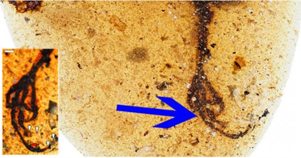 The bird was fossilized in amber 99 million years ago. (Lida Xing/ Current Biology)