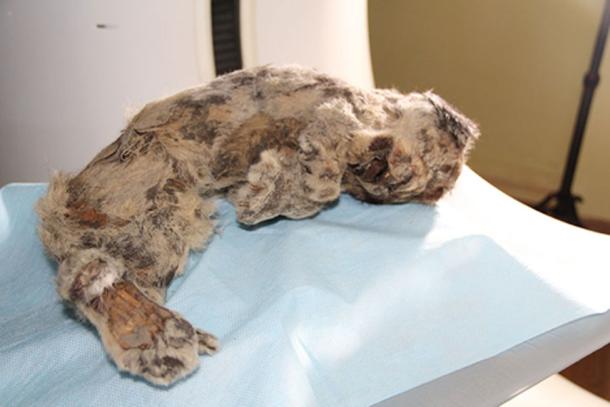 The cave lion cub found with the Pleistocene wolf’s head. (Valery Plotnikov / Fair Use)