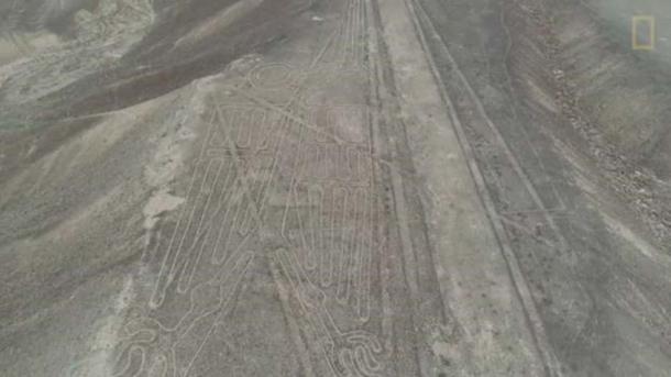 The complete geoglyph of the pelican. (National Geographic)