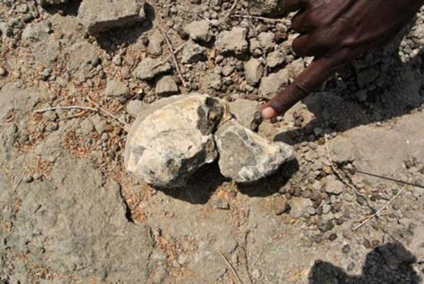 The cranium was discovered in 2016 at Miro Dora, Mille district of the Afar Regional State in Ethiopia. © Yohannes Haile-Selassie, Cleveland Museum of Natural History