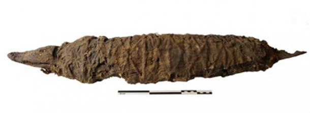 The crocodile mummy. (Porcier et al.)