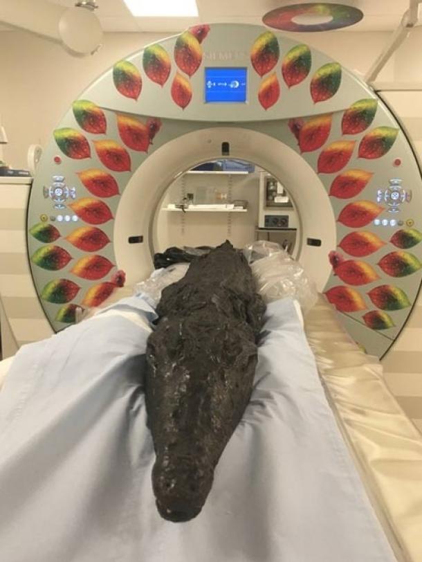The crocodile mummy entering the CT scanner.  (University of Manchester)