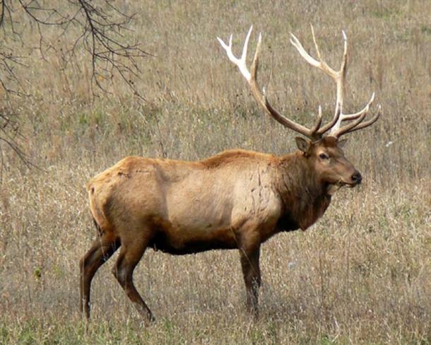 The elk, a large species within the deer family. (CC0)