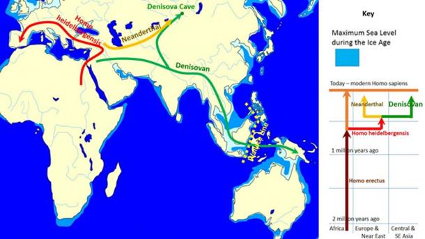 The evolution and geographic spread of Denisovans as compared with Neanderthals, Homo heidelbergensis, and Homo erectus. (Cmglee / CC BY-SA 3.0)