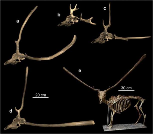 The extinct endemic deer of Crete (Candiacervus). Several types of antlers are recognized ranging from long unbranched beams to short multi‑tined antlers. (G. Lyras, S. Murray and A. van der Geer)