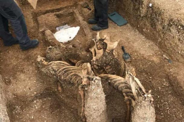 The horses had been buried upright - their heads were removed skulls were removed centuries ago. (Alex Wood /Yorkshire Post)