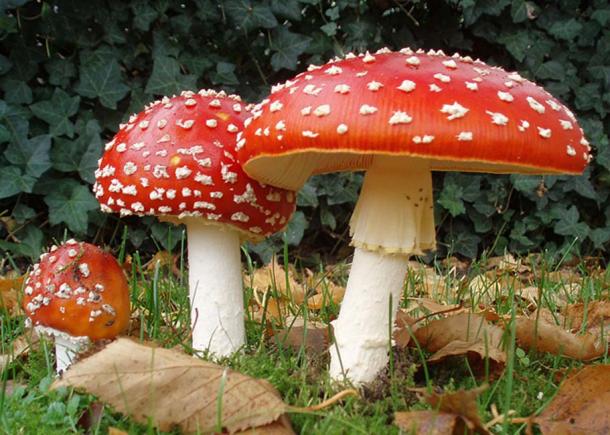 The iconic toadstool, Amanita muscaria. 