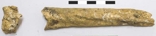 The left radius - arm bone of the ancient woman. Notice the pronounced markings on the bone, which suggest she was muscular. (Roksandic M / Antiquity)