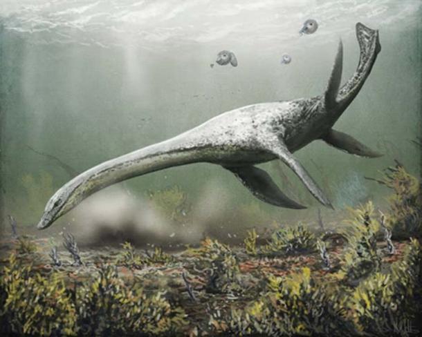 The most popular theory of Nessie – that she is a plesiosaur that somehow survived the mass extinction of the dinosaurs – may finally have been put to rest. Mark Witton, Author provided