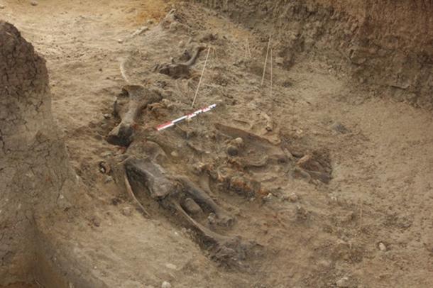 The near-complete skeleton of an extinct rhino from Kalinga in Luzon. Image: G.D. van den Bergh, Ingicco et al