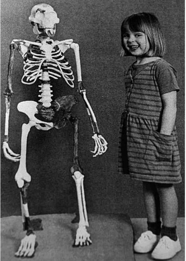 The reconstructed skeleton of Lucy, found in Hadar, Ethiopia, in 1974, and Grace Latimer, then age 4, daughter of a research team member. (CC BY 2.0)