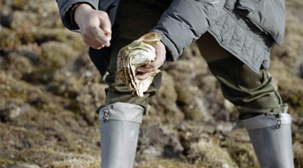 The remains of the extinct beast weigh 23.6kg and are being taken back to regional capital Yakutsk for further detailed study. Images: Innokenty Pavlov
