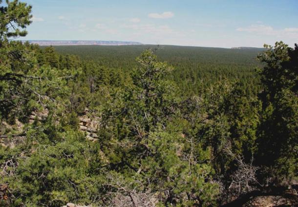The rim of the Grand Canyon is filled with forests