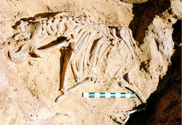 The skeleton of a young cow found in a chamber under a tumulus. 