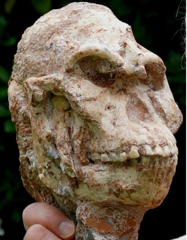 The skull of Little Foot, a proto-human found in the 1990s 