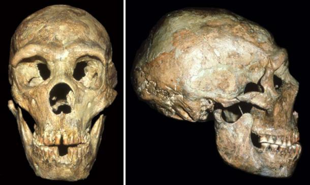 The skull of the Neandertal known as Shanidar 1 show signs of a blow to the head received at an early age. (Image: Courtesy of Erik Trinkaus)