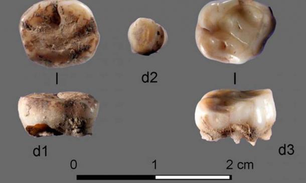 The two 31,000-year-old milk teeth found at the Yana Rhinoceros Horn Site in Russia which led to the discovery of a new group of ancient Siberians. Credit: Russian Academy of Sciences / Nature