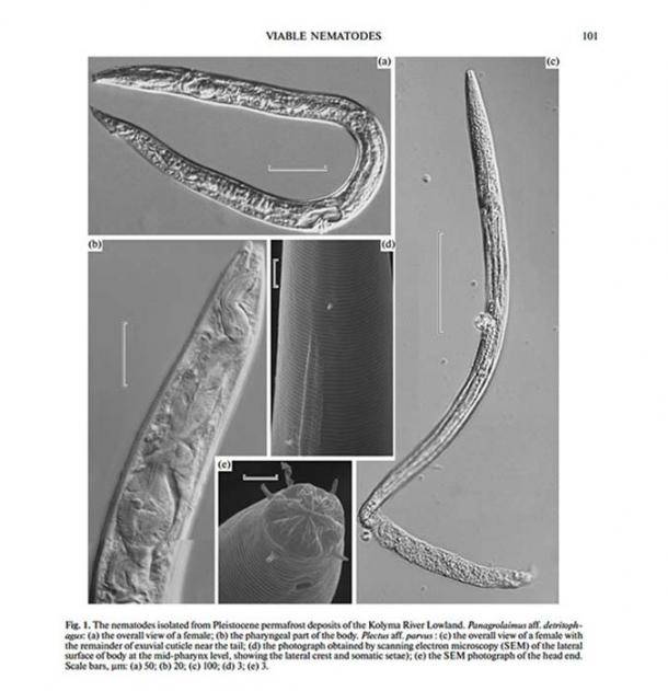 The viable nematodes. (Image: Doklady Biological Sciences/Pleiades Publishing)