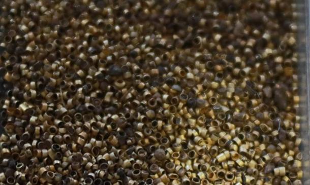 These gold beads would have been used to decorate his clothing. (ALTAYNews)