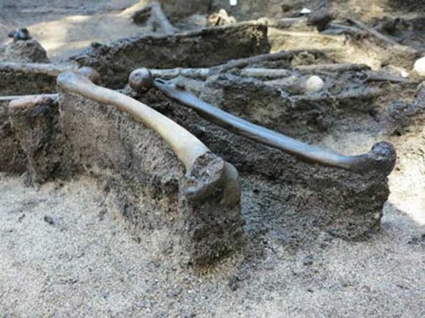 Thighbones from the dead warriors. Credit: Skanderborg Museum