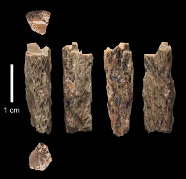 This bone fragment ('Denisova 11') was found in 2012 at Denisova Cave in Russia by Russian archaeologists and represents the daughter of a Neanderthal mother and a Denisovan father. ( T. Higham/ University of Oxford )